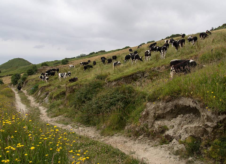 Cows outside the crater and along our path.<br />July 13, 2013 - Hike along rim of crater at Sete Cidades, Sao Miguel, Azores, Portugal.