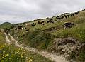Cows outside the crater and along our path.<br />July 13, 2013 - Hike along rim of crater at Sete Cidades, Sao Miguel, Azores, Portugal.