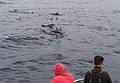 We saw lots of dolphins, but no whales.<br />July 15, 2013 - On whale watch boat out of Ponta Delgada, Sao Miguel, Azores, Portugal.