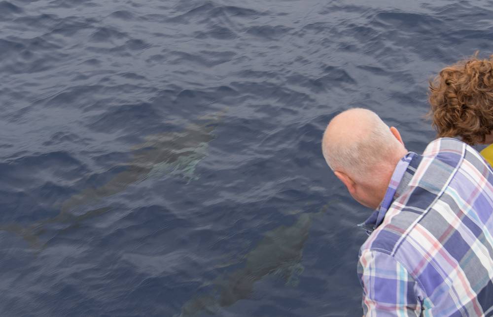 Dolphins just below the surface.<br />July 15, 2013 - On whale watch boat out of Ponta Delgada, Sao Miguel, Azores, Portugal.
