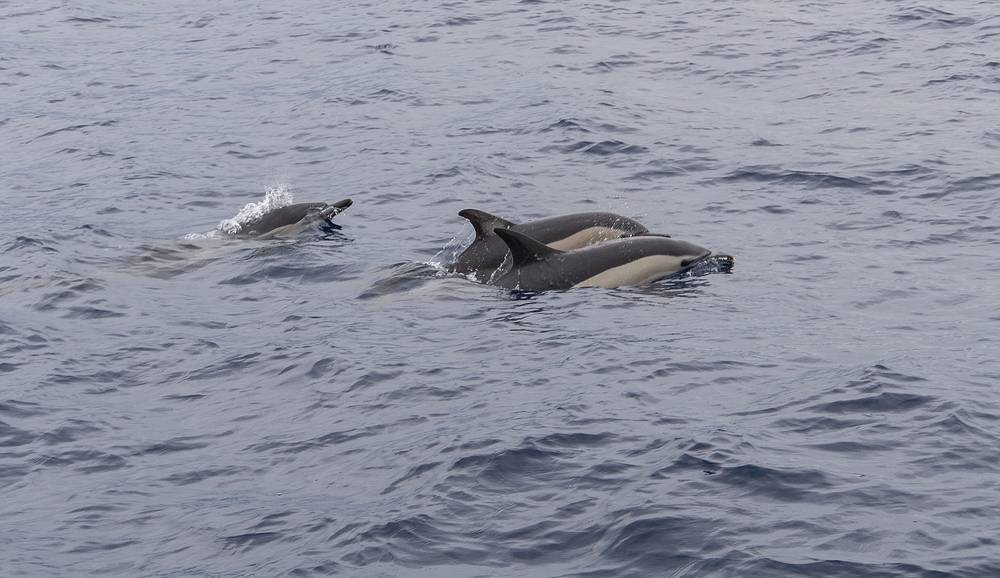 Dolphins.<br />July 15, 2013 - On whale watch boat out of Ponta Delgada, Sao Miguel, Azores, Portugal.