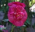 July 7, 2013 - At the Real Jardin Botanico, Madrid, Spain.