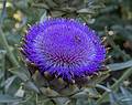 July 7, 2013 - At the Real Jardin Botanico, Madrid, Spain.