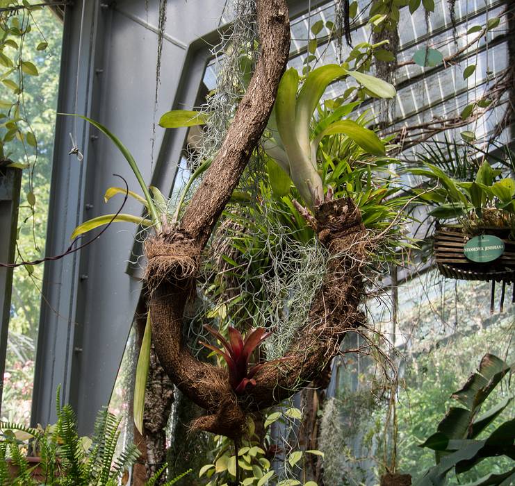 July 7, 2013 - At the Real Jardin Botanico, Madrid, Spain.