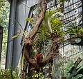 July 7, 2013 - At the Real Jardin Botanico, Madrid, Spain.
