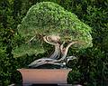 Bonsai tree.<br />July 7, 2013 - At the Real Jardin Botanico, Madrid, Spain.