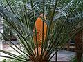 July 8, 2013 - In the Arganzuela Greenhouse at Madrid Rio Park, Madrid, Spain.