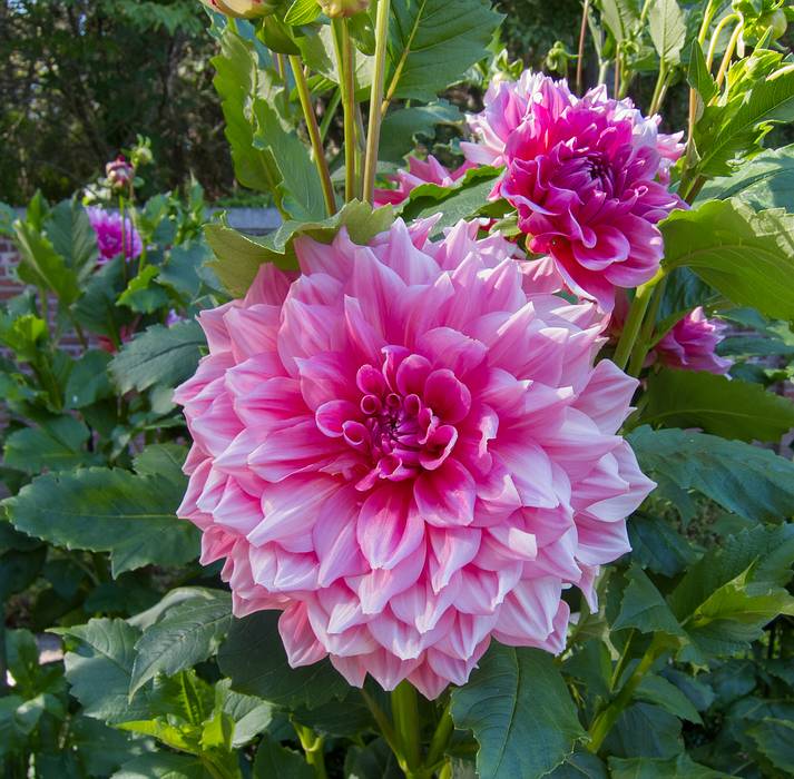 Dahlia.<br />August 6, 2013 - Maudslay State Park, Newburyport, Massachusetts.