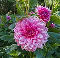 Dahlia.<br />August 6, 2013 - Maudslay State Park, Newburyport, Massachusetts.