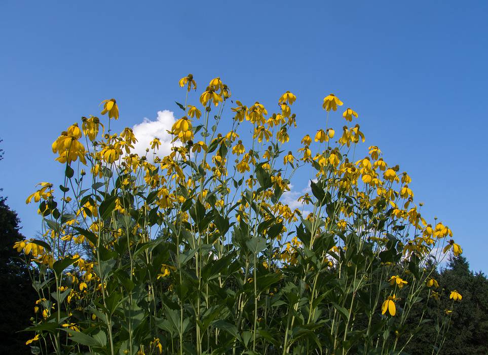 Very tall flowers.<br />August 16, 2013 - Maudslay State Park, Newburyport, Massachusetts.