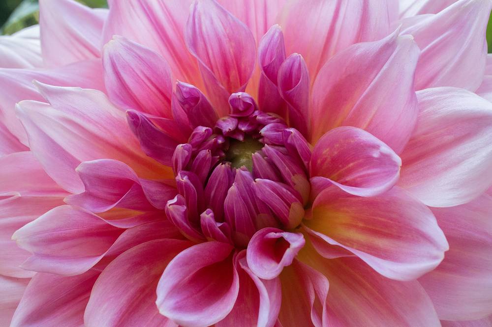 Dahlia (by Lance).<br />August 16, 2013 - Maudslay State Park, Newburyport, Massachusetts.