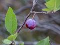 August 23, 2013 - Parker River National Wildlife Refuge, Plum Island, Massachusetts.