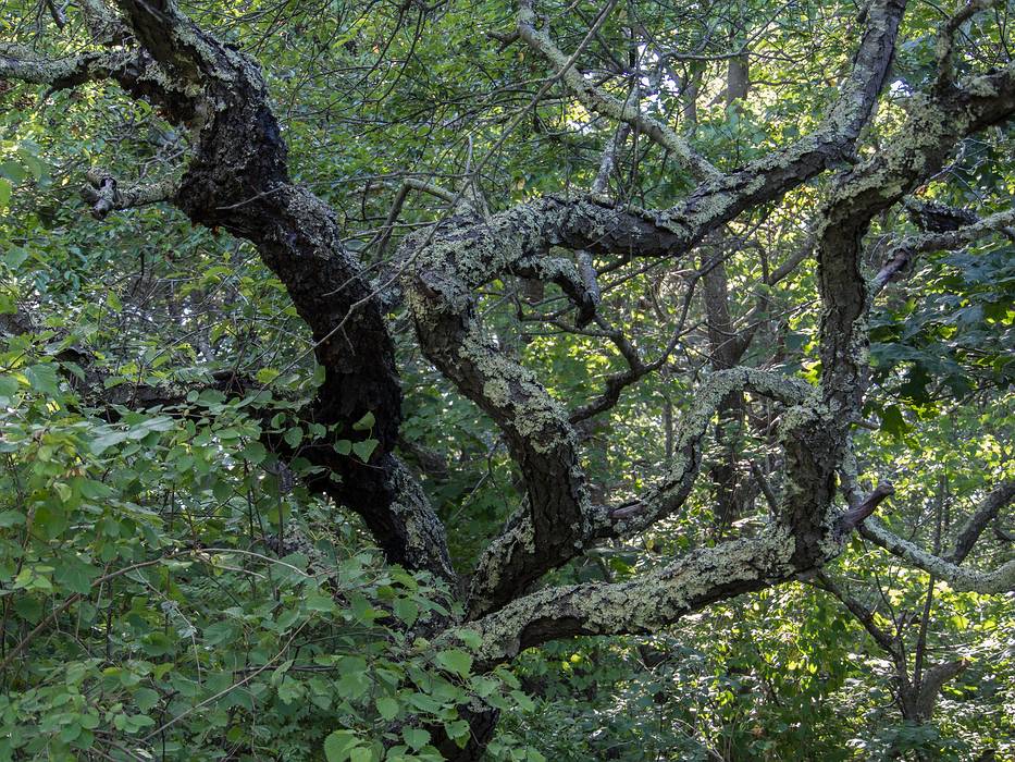 August 23, 2013 - Parker River National Wildlife Refuge, Plum Island, Massachusetts.