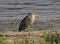 Night heron.<br />August 23, 2013 - Parker River National Wildlife Refuge, Plum Island, Massachusetts.