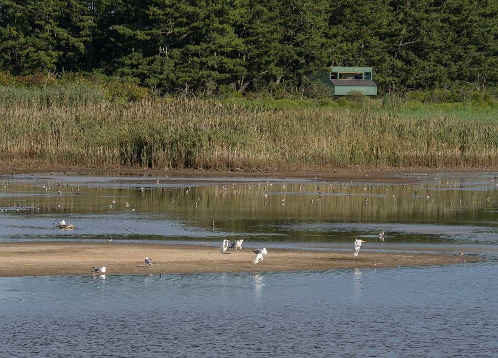Bill Forward bird blind in background.<br />August 23, 2013 - Parker River National Wildlife Refuge, Plum Island, Massachusetts.