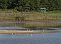 Bill Forward bird blind in background.<br />August 23, 2013 - Parker River National Wildlife Refuge, Plum Island, Massachusetts.