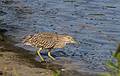 Night heron.<br />August 23, 2013 - Parker River National Wildlife Refuge, Plum Island, Massachusetts.