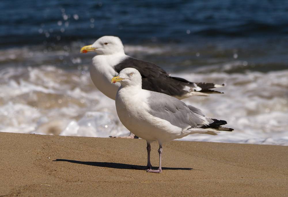 Sea gulls.<br />Sept. 4, 2013 - Parker River National Wildlife Refuge, Plum Island, Massachusetts.