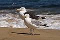 Sea gulls.<br />Sept. 4, 2013 - Parker River National Wildlife Refuge, Plum Island, Massachusetts.