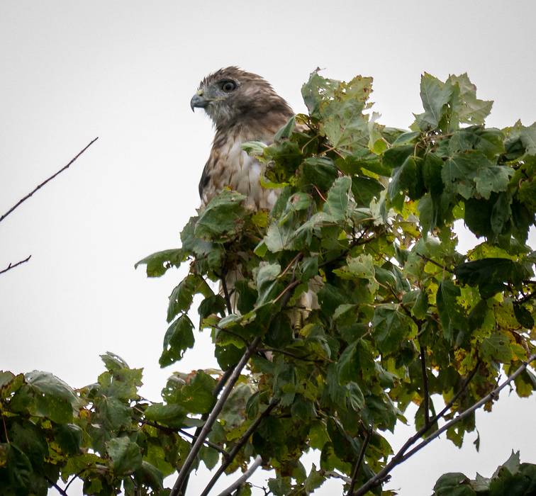 Red tailed hawk.<br />A photo shoot with the Photographic Society of the Parker River National Wildlife Refuge.<br />Sept. 14, 2013 - Parker River National Wildlife Refuge, Plum Island, Massachusetts.
