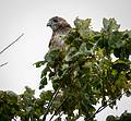 Red tailed hawk.<br />A photo shoot with the Photographic Society of the Parker River National Wildlife Refuge.<br />Sept. 14, 2013 - Parker River National Wildlife Refuge, Plum Island, Massachusetts.