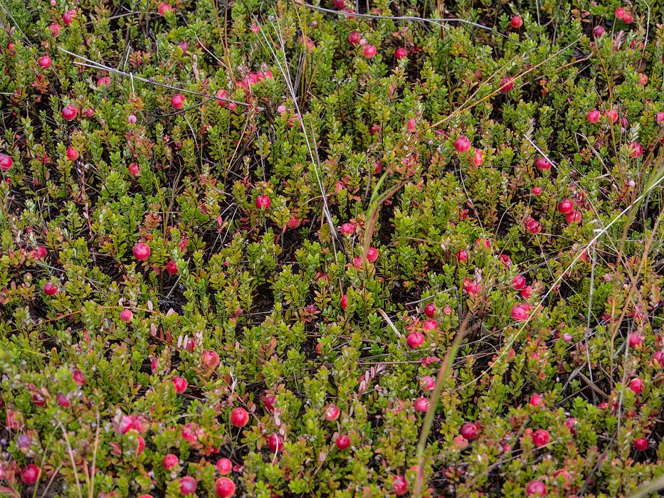 Cranberries.<br />A photo shoot with the Photographic Society of the Parker River National Wildlife Refuge.<br />Sept. 14, 2013 - Parker River National Wildlife Refuge, Plum Island, Massachusetts.