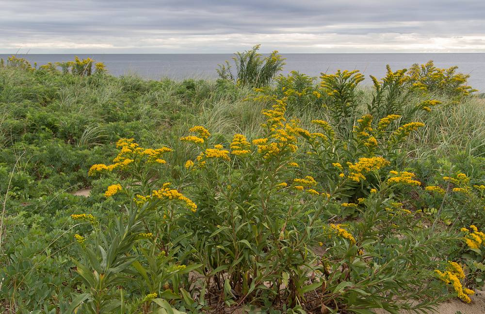 Goldenrod on dunes at parking lot # 2.<br />A photo shoot with the Photographic Society of the Parker River National Wildlife Refuge.<br />Sept. 14, 2013 - Parker River National Wildlife Refuge, Plum Island, Massachusetts.