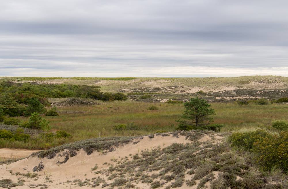 Dunes and cranberry bog just north of boardwalk to parking lot # 2.<br />A photo shoot with the Photographic Society of the Parker River National Wildlife Refuge.<br />Sept. 14, 2013 - Parker River National Wildlife Refuge, Plum Island, Massachusetts.