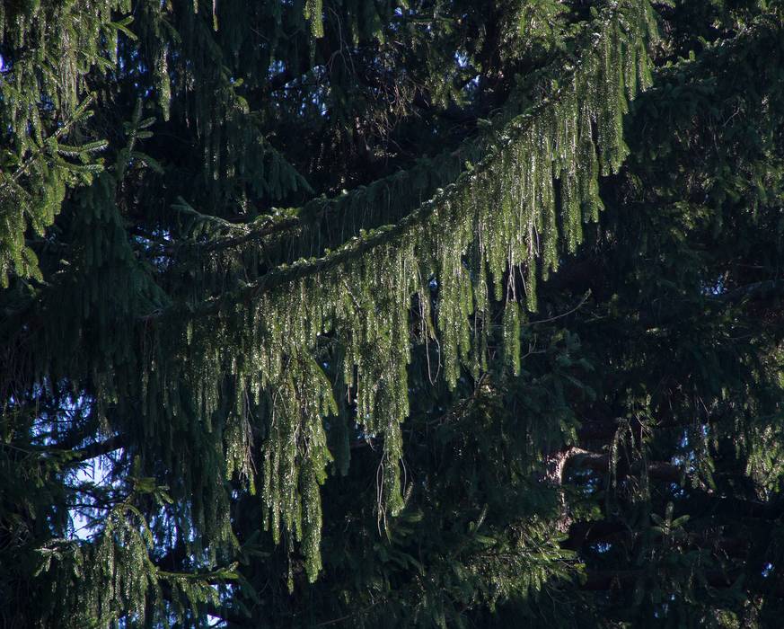 Sept. 20, 2013 - Maudslay State Park, Newburyport, Massachusetts.