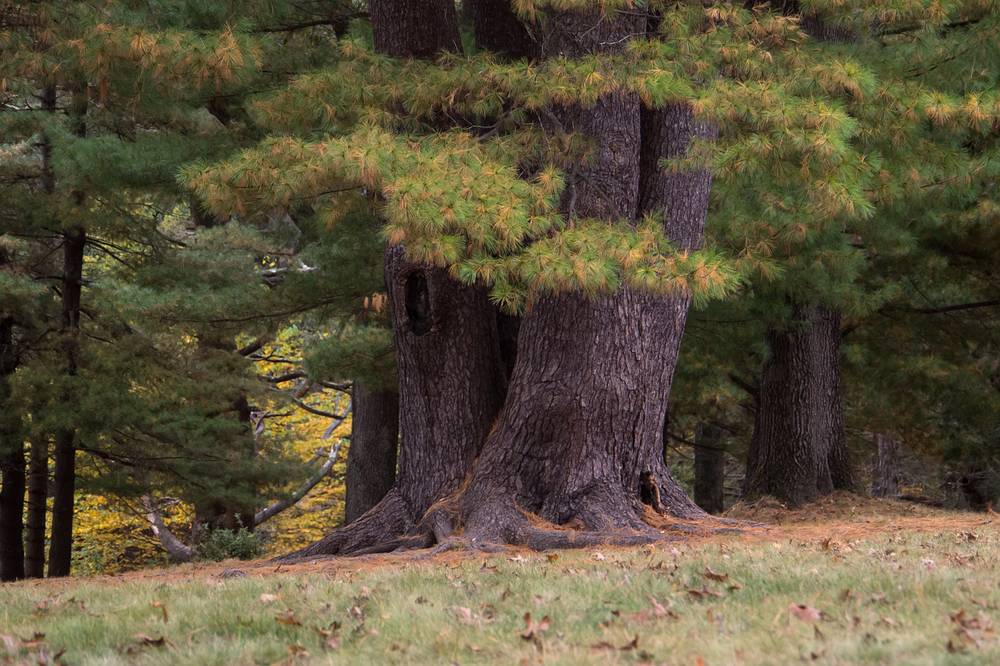 Oct. 16, 2013 - Maudslay State Park, Newburyport, Massachusetts.