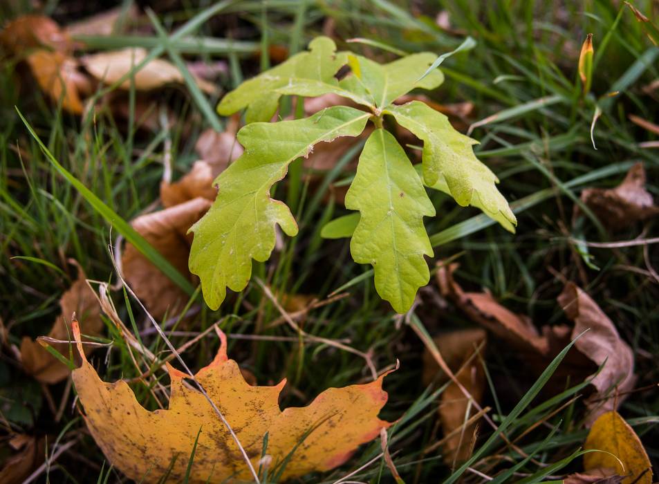 Oct. 20, 2013 - Maudslay State Park, Newburyport, Massachusetts.