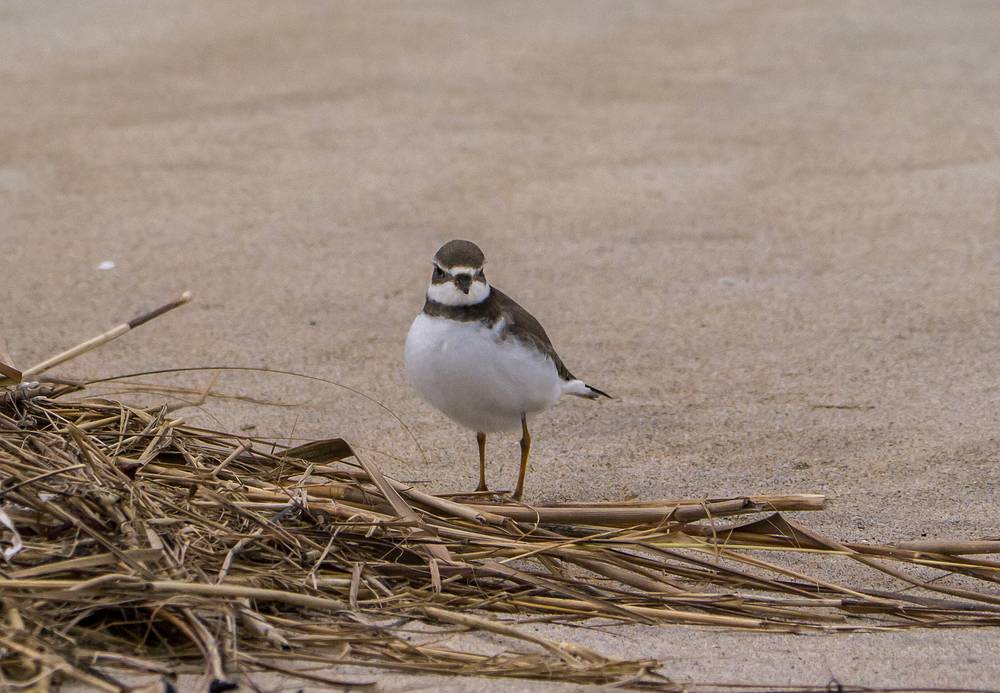 A plover.<br />Oct. 23, 2013 - Sandy Point State Reservation, Plum Island, Massachusetts.