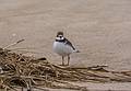 A plover.<br />Oct. 23, 2013 - Sandy Point State Reservation, Plum Island, Massachusetts.