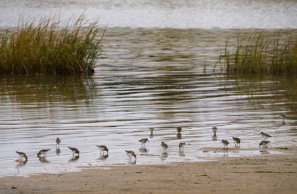 Sandpipers?<br />Oct. 23, 2013 - Sandy Point State Reservation, Plum Island, Massachusetts.