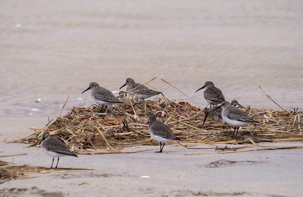 Sandpiper?<br />Oct. 23, 2013 - Sandy Point State Reservation, Plum Island, Massachusetts.