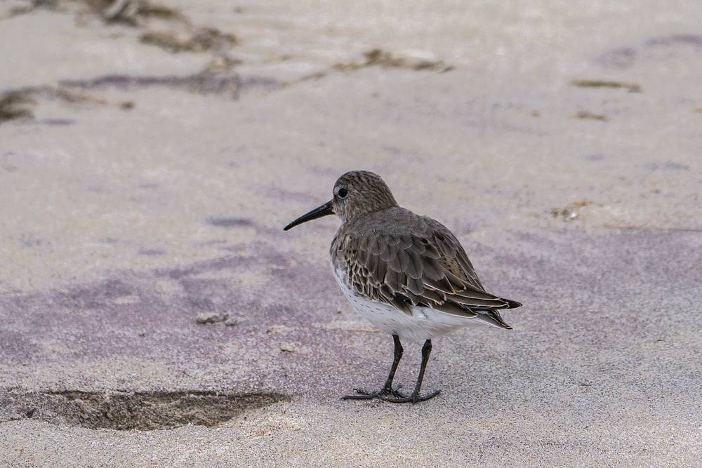 Sandpiper.<br />Oct. 23, 2013 - Sandy Point State Reservation, Plum Island, Massachusetts.