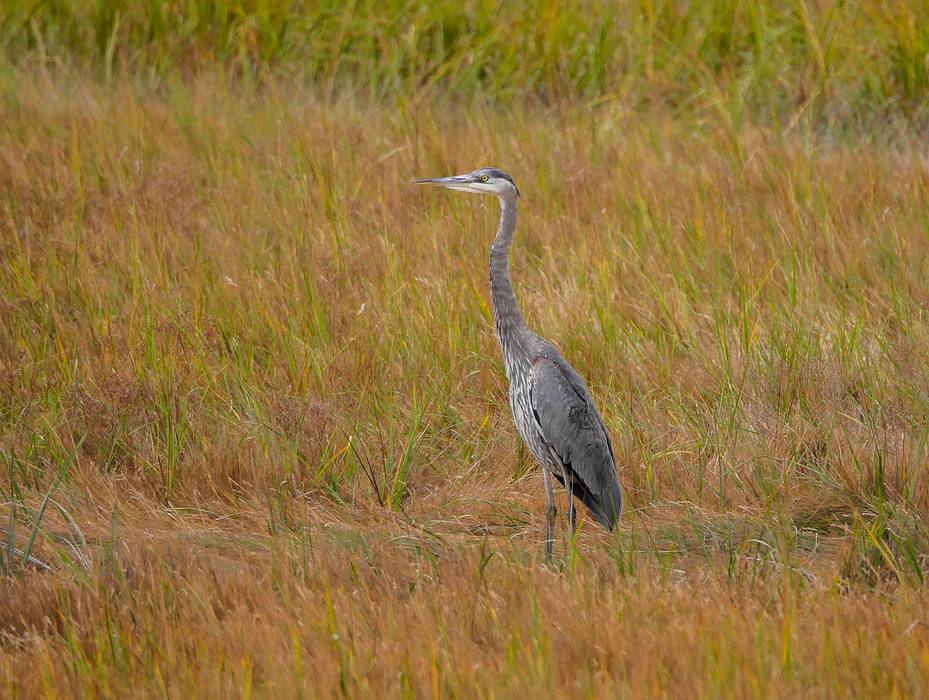 Great blue heron.<br />Oct 23, 2013 - Parker River National Wildlife Refuge, Plum Island, Massachusetts.