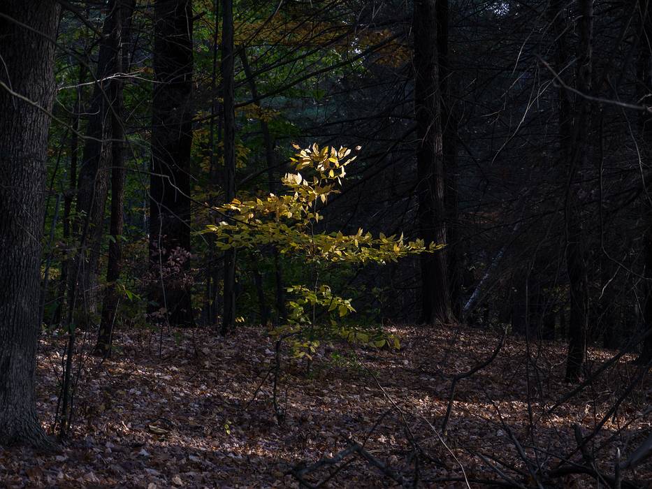Oct. 30, 2013 - Maudslay State Park, Newburyport, Massachusetts.