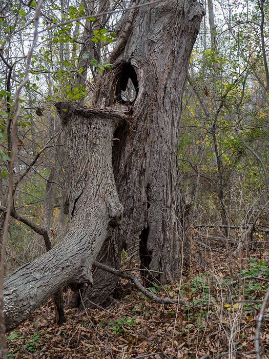 A tree barely standing: it's hollow where the branch fell off and at the base.<br />Nov. 3, 2013 - Riverbend Conservation Area, West Newbury, Massachusetts.