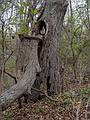 A tree barely standing: it's hollow where the branch fell off and at the base.<br />Nov. 3, 2013 - Riverbend Conservation Area, West Newbury, Massachusetts.