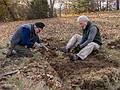 Two Trustees of Reservations volunteers preparing a flower bed.<br />Nov. 11, 2013 - Appleton Farms, Ipswich, Massachusetts.