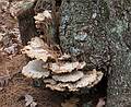 Mushroom like growth.<br />Nov. 17 - Goldsmith Reservation, Andover, Massachusetts.