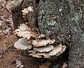 Mushroom like growth.<br />Nov. 17 - Goldsmith Reservation, Andover, Massachusetts.