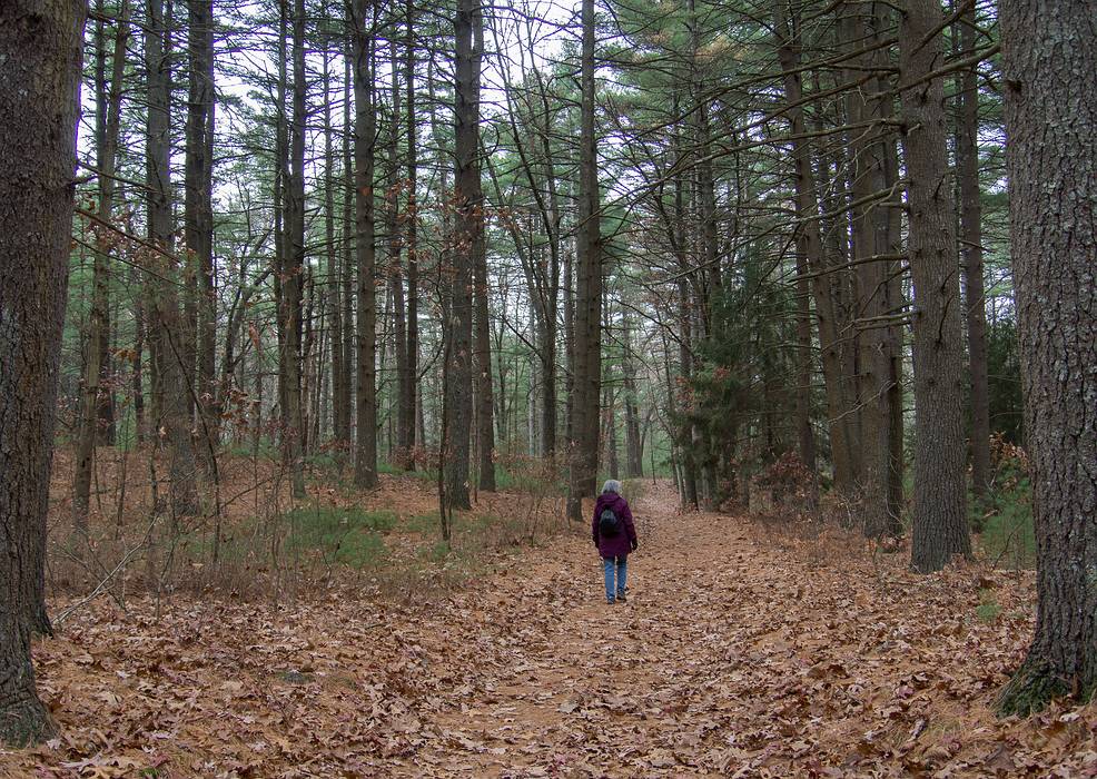 Joyce on trail.<br />Nov. 17 - Goldsmith Reservation, Andover, Massachusetts.