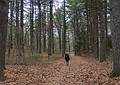 Joyce on trail.<br />Nov. 17 - Goldsmith Reservation, Andover, Massachusetts.