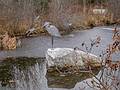 Joyce's sculpture, installed.<br />Nov. 26, 2013 - NARA Park, Acton, Massachusetts.