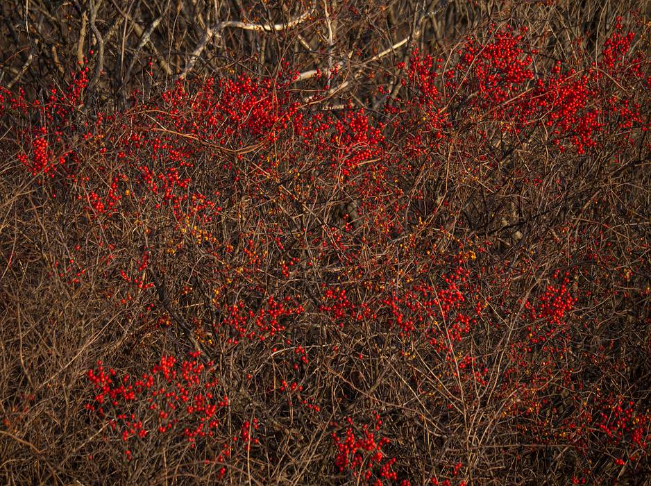 Winterberry.<br />Dec. 3, 2013 - Parker River National Wildlife Refuge, Plum Island, Massachusetts.