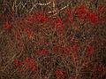 Winterberry.<br />Dec. 3, 2013 - Parker River National Wildlife Refuge, Plum Island, Massachusetts.