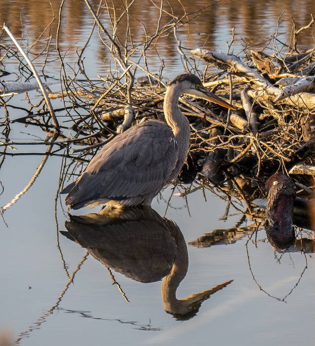 Great blue heron.<br />Dec. 3, 2013 - Parker River National Wildlife Refuge, Plum Island, Massachusetts.