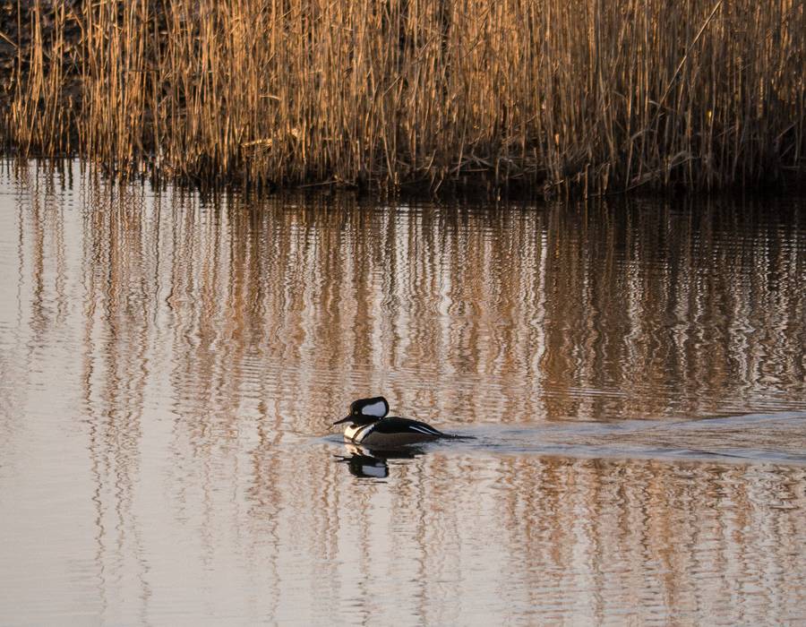 Hooded merganser.<br />Dec. 3, 2013 - Parker River National Wildlife Refuge, Plum Island, Massachusetts.